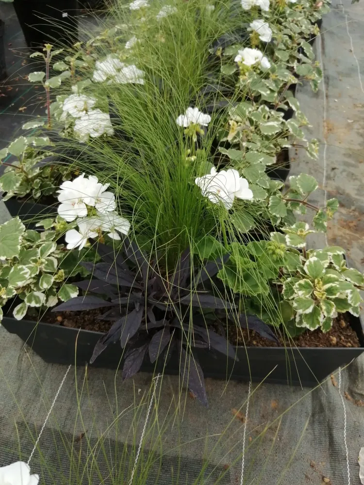 confection-jardinieres