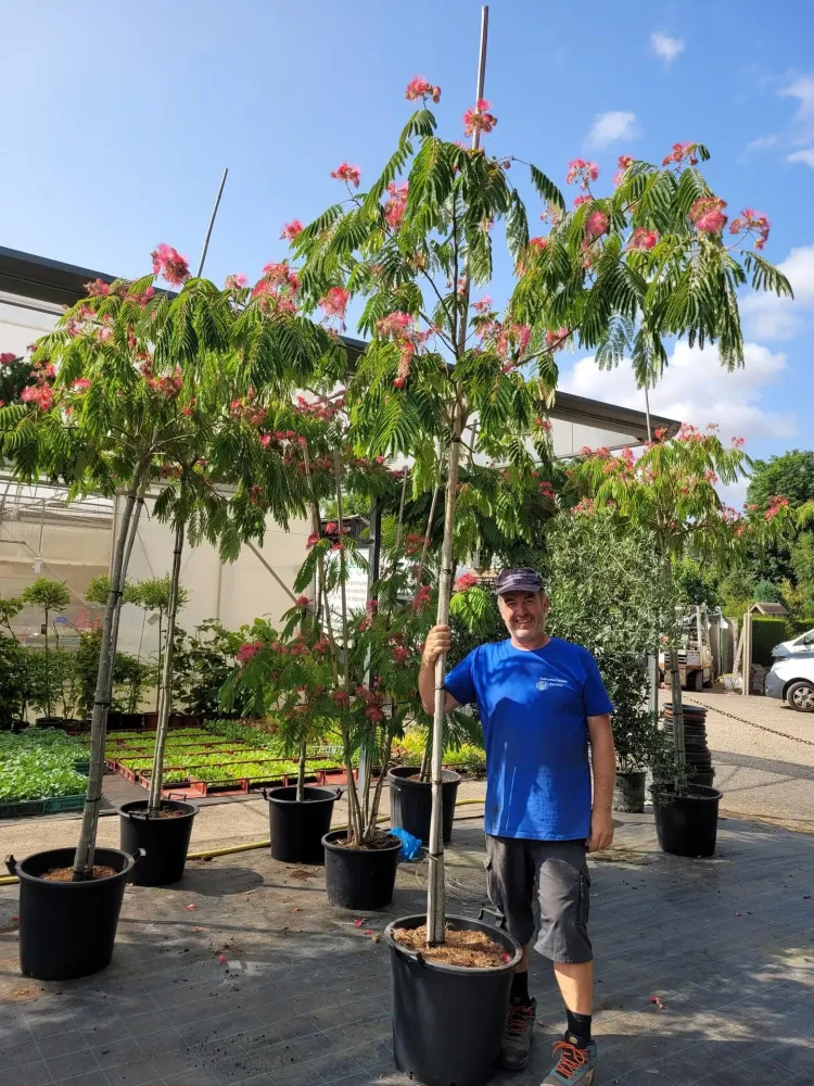 Arrivage d'Albizia